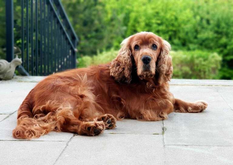 Bella