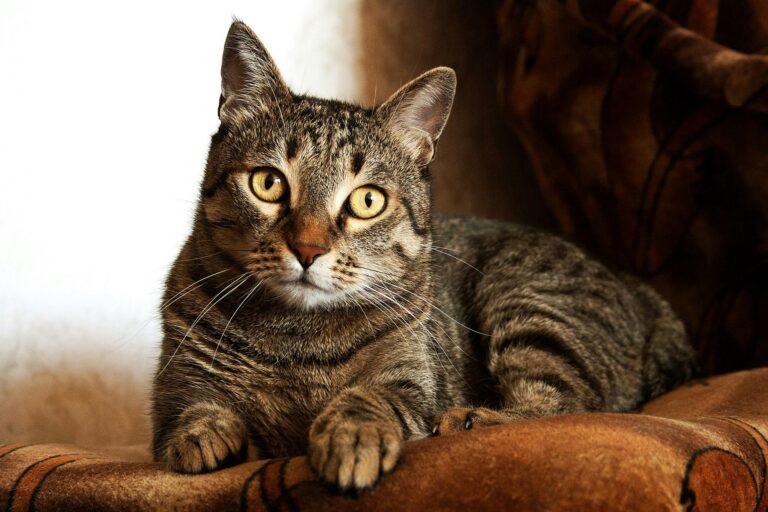 Whiskers
